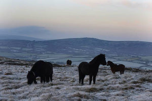 My ponies grazing on frosty Dartmoor !