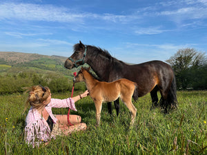 Cuckoo my new Dartmoor filly foal!