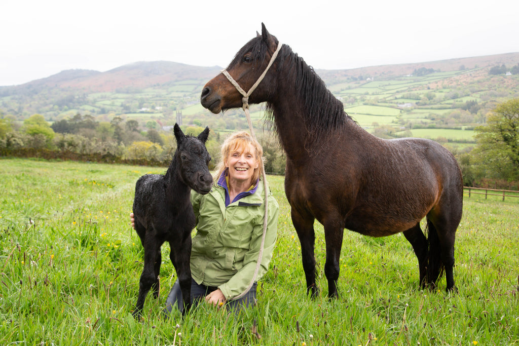 thrilled with the arrival of two pretty new foals arrive !