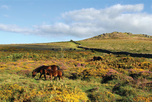 August colours on Dartmoor