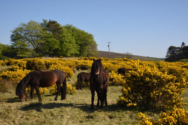 Tracey moves her herd of ponies across Dartmoor!