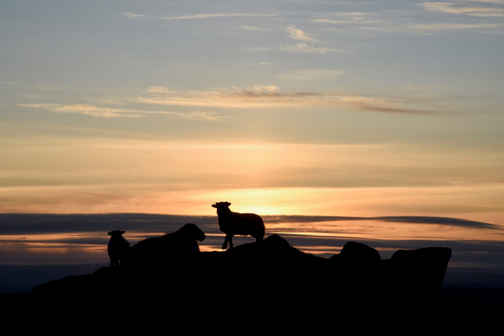 Lamb Derby across Dartmoor!