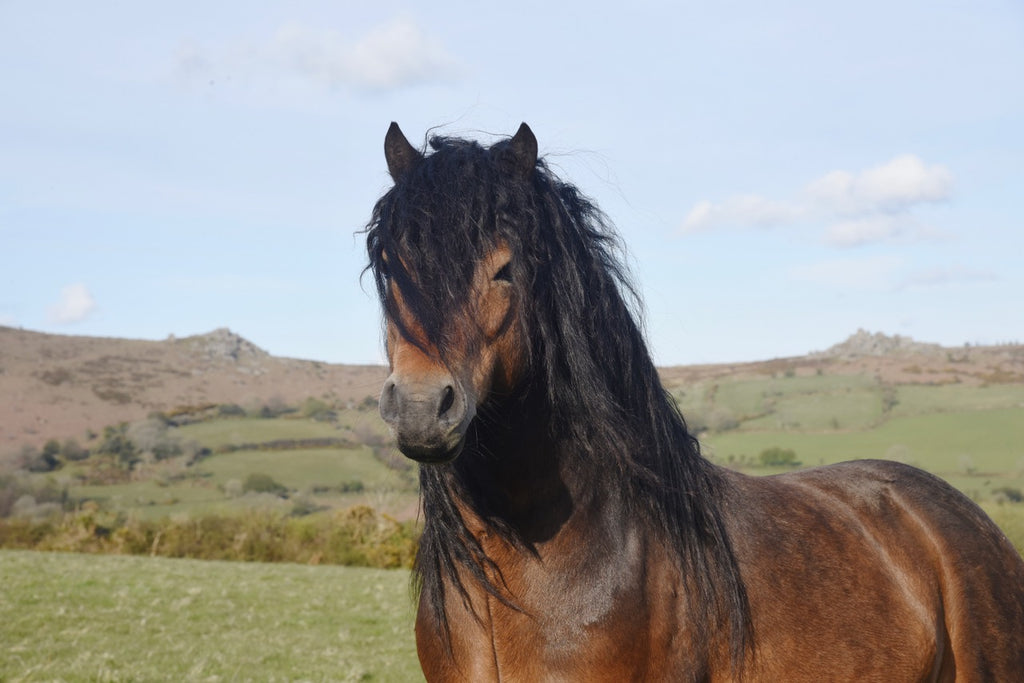 One of my stallions Shilstone Rocks Lightning having a yawn!