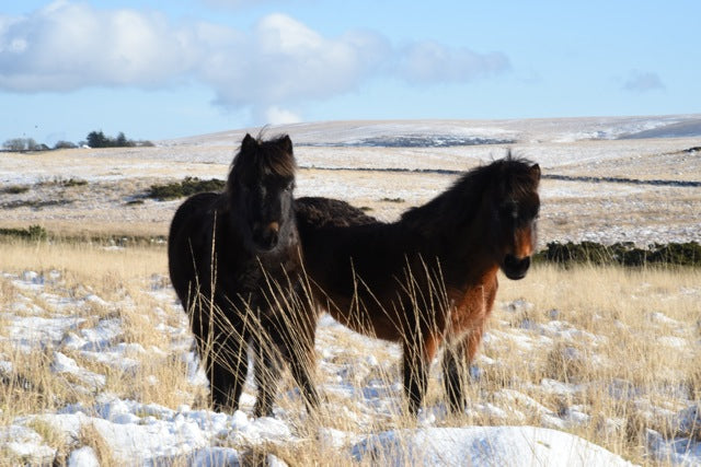 Two of my young ponies out on snowy Dartmoor, while their mothers forage nearby.