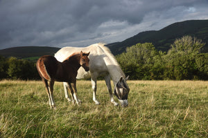 Ruach my Greek cross Dartmoor Pony foal - 9 weeks old!