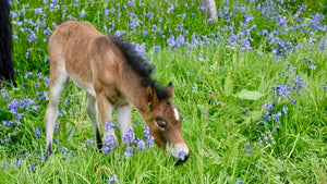My Dartmoor pony foals in spring on Dartmoor