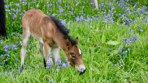 My Dartmoor pony foals in spring on Dartmoor