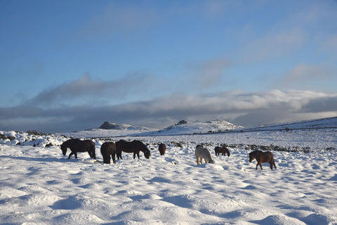 Dartmoor pony herd in the snow