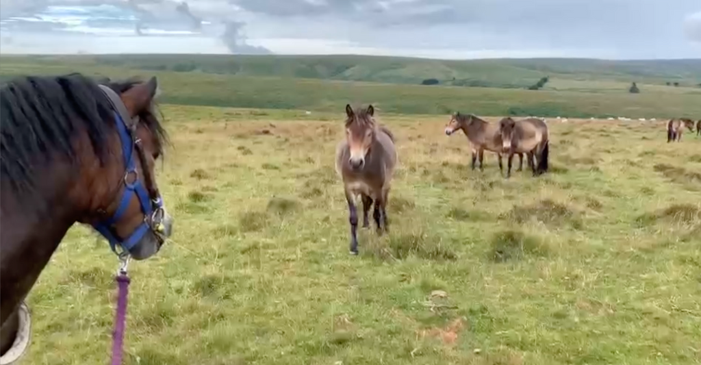 Exmoor and very hot too ! Part One