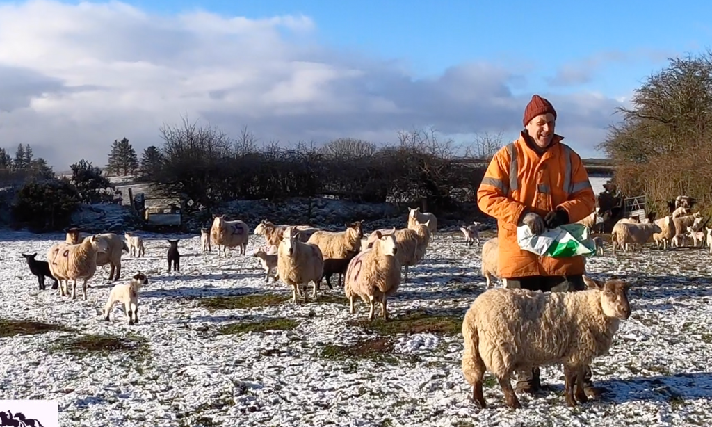 Farmer Frank with his flock of ewes and lambs in early April