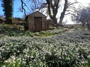 Snowdrop Wonderland at Huccaby Church on Dartmoor!