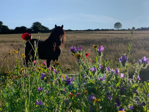 My black stallion & wild flowers on Dartmoor