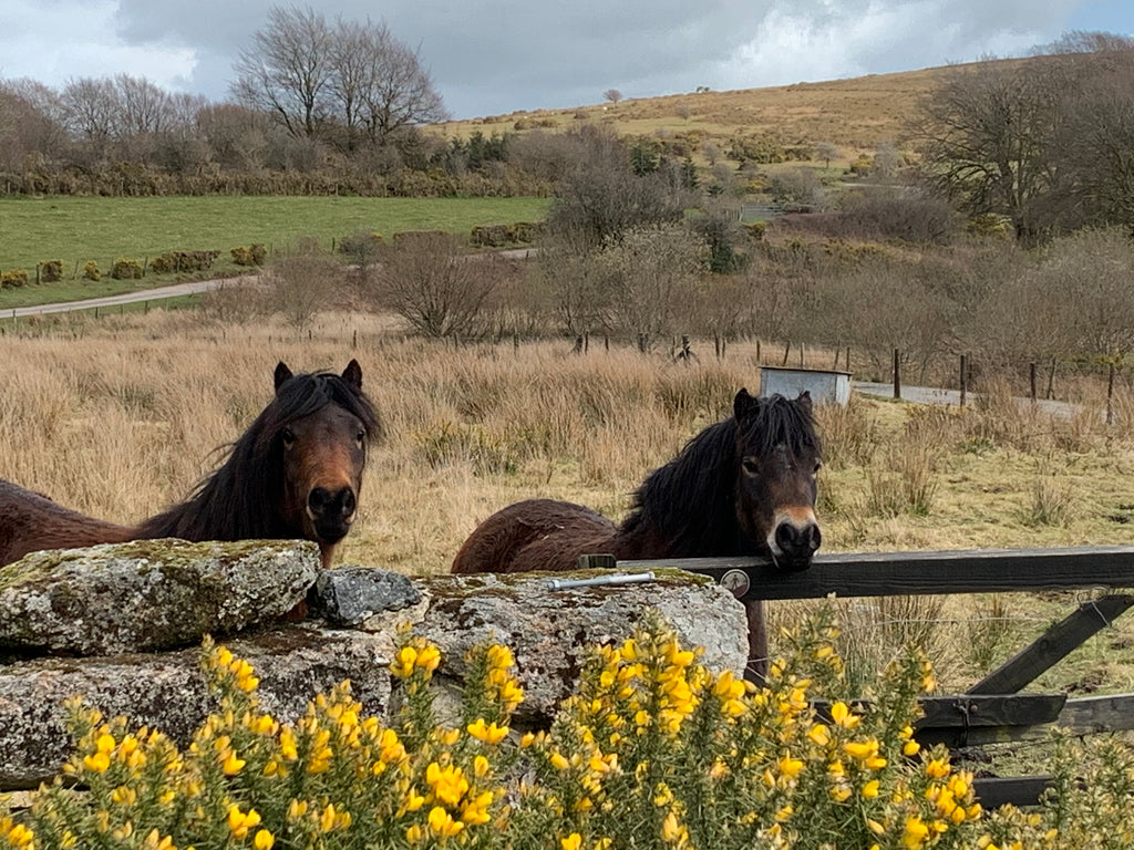 Moving my Dartmoor ponies across Dartmoor to new grazing!