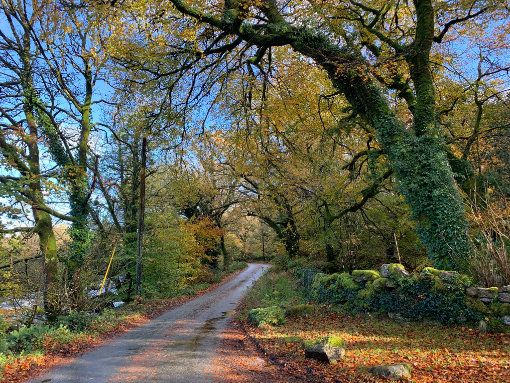 Photographing the autumn colours on Dartmoor!