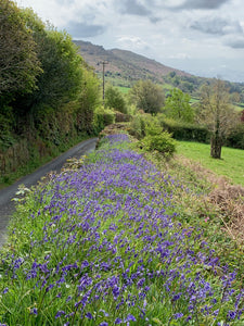 Bluebells on Dartmoor