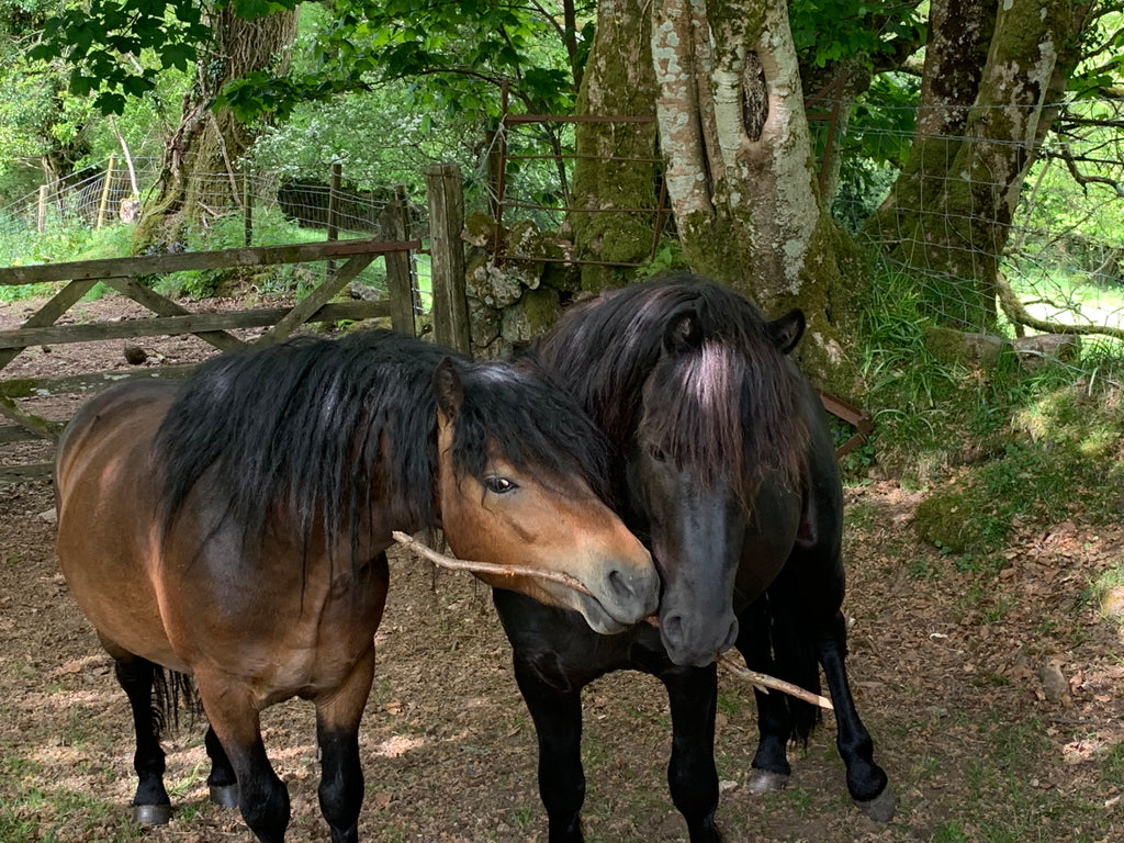 One Stick & my three Dartmoor Stallions - one to make you smile!
