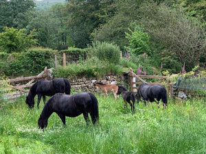 My little Herd of Dartmoor Ponies