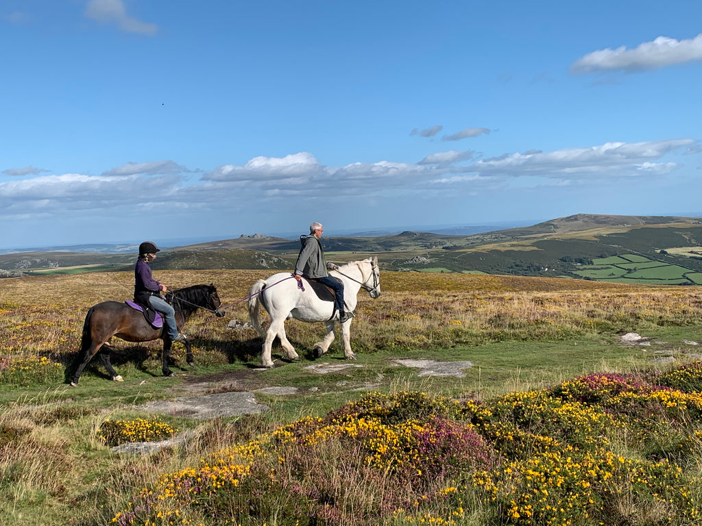 Heather, gorse and ponies on Dartmoor!