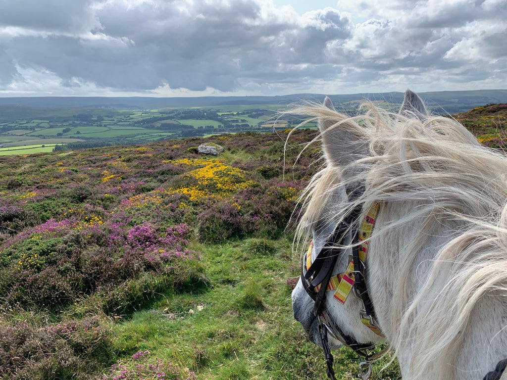Out photographing the colours on Dartmoor!