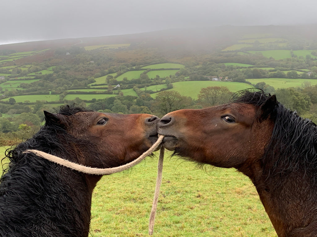 Thunder and Lightning ..my Dartmoor pony Stallions