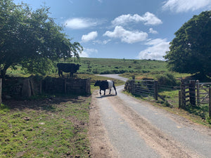 Dartmoor Traffic!