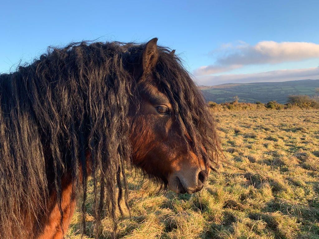 Sunbathing in the soft light on Dartmoor