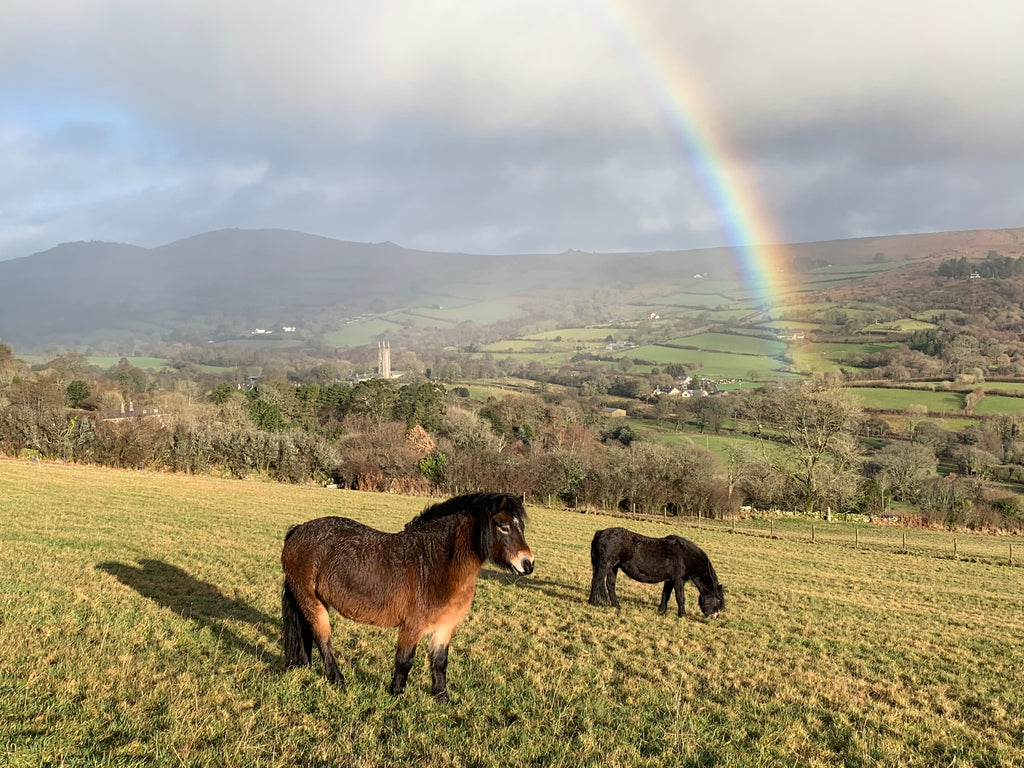 Rainbow the Pony!