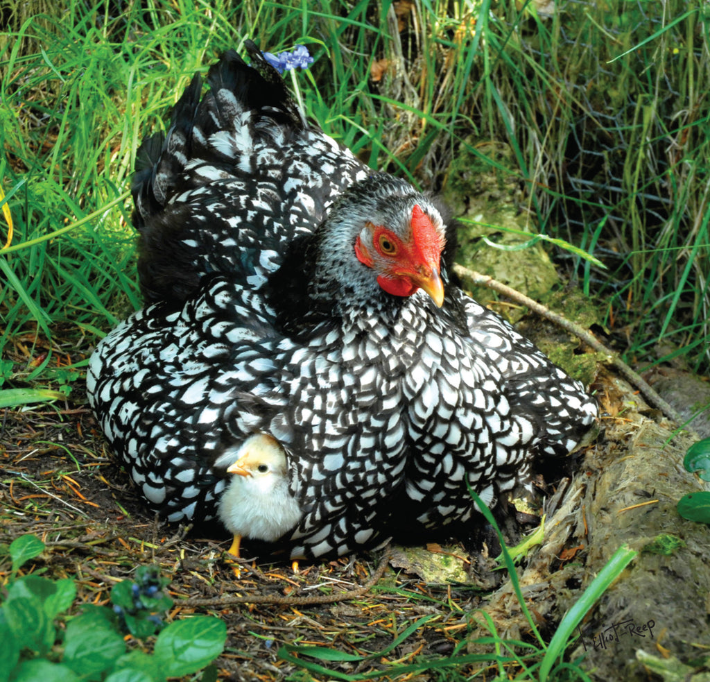 Tracey's New Greeting Cards Hot Off The Press!