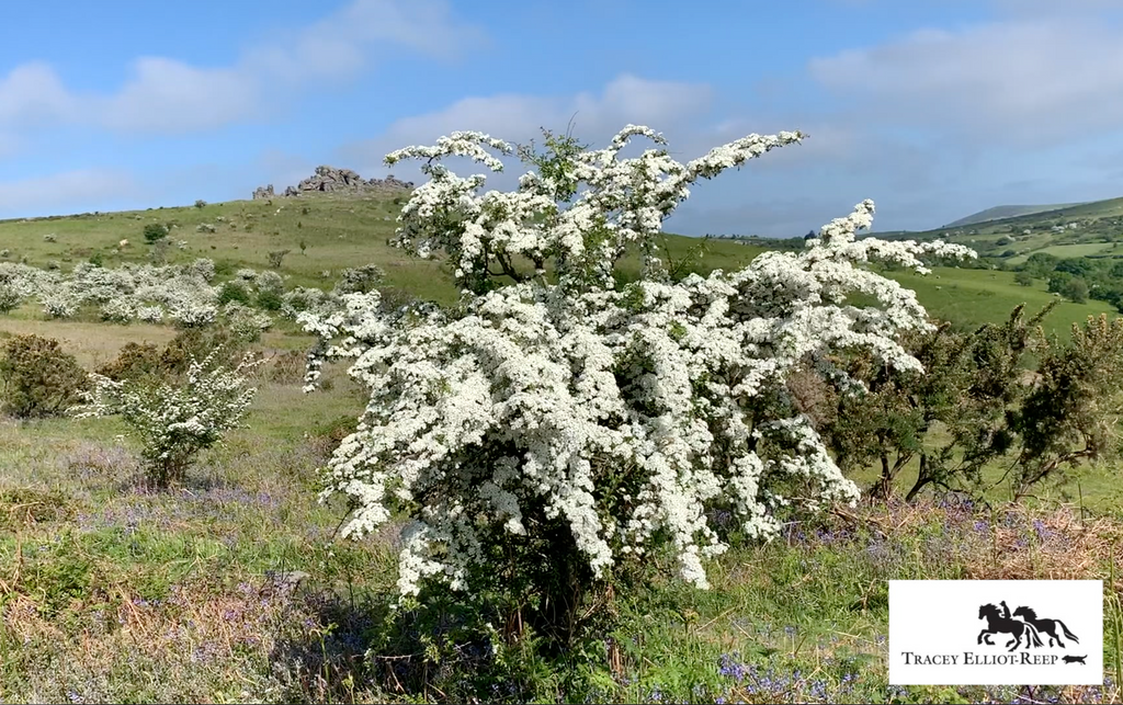 Spectacular May Blossom on Dartmoor
