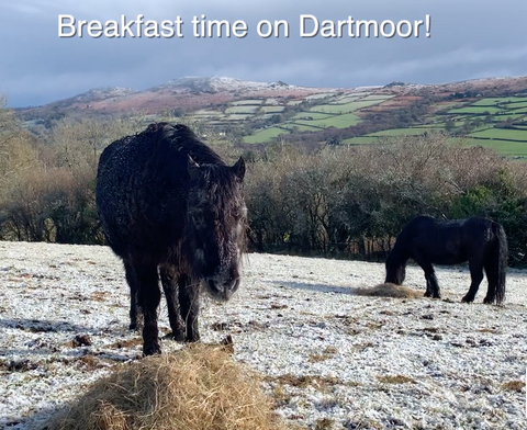 Breakfast in the snow on Dartmoor!