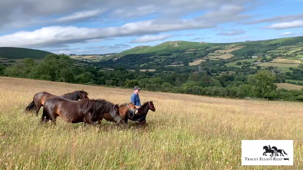 Kiaros and Cuckoo my Dartmoor foals load for the first time