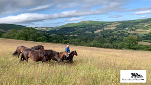 Kiaros and Cuckoo my Dartmoor foals load for the first time