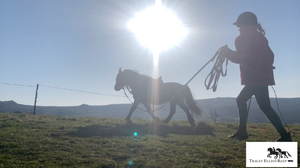 A full and fun Week Training my Dartmoor Ponies