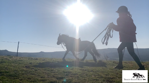 A full and fun Week Training my Dartmoor Ponies