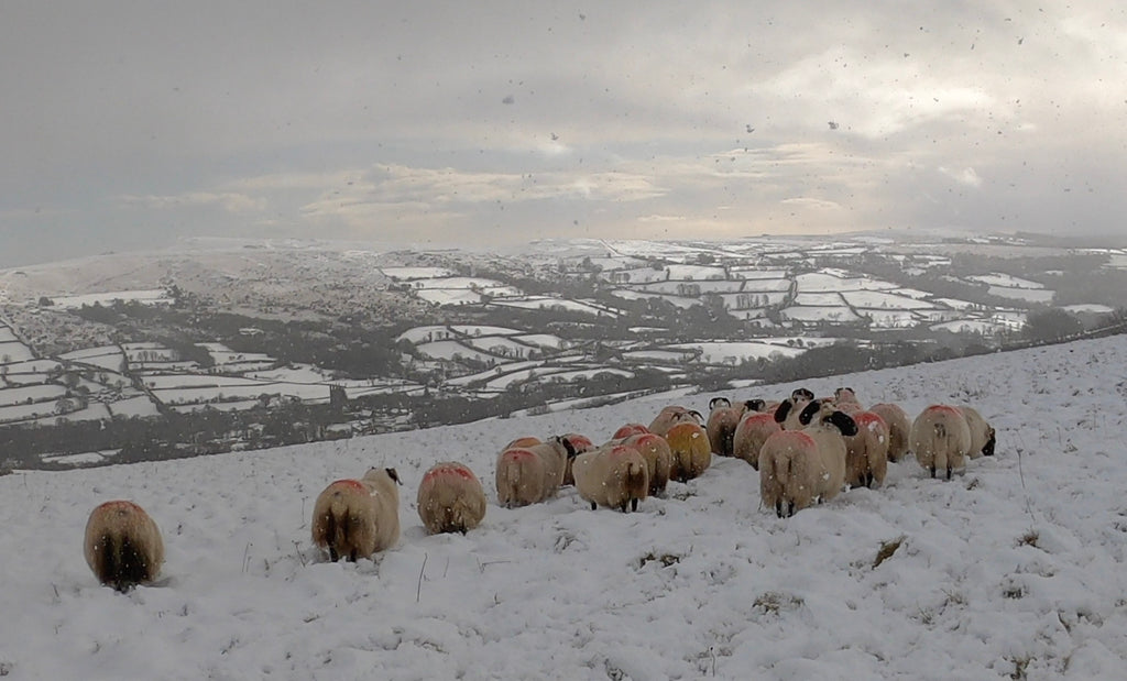 Tracey's photographic day on Dartmoor in the snow! Episode 2