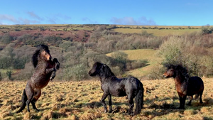 My Dartmoor pony stallions performing together on Dartmoor!