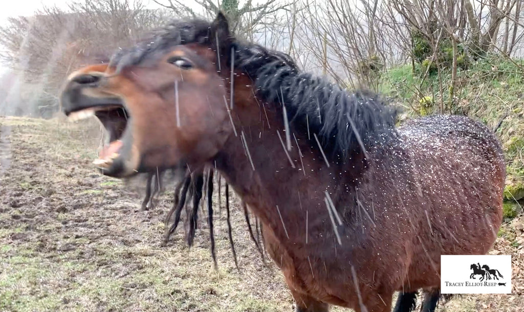 Wild Day on Dartmoor as Storm Eunice rushes in!