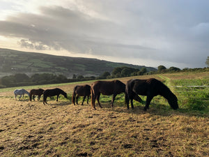 Pony Breakfast Line Up on Dartmoor
