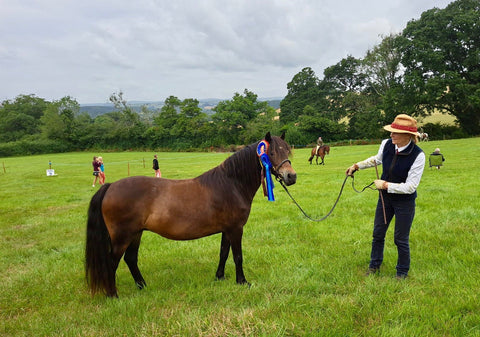 Champion Dartmoor at Totnes Show