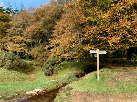 A colourful corner on Dartmoor