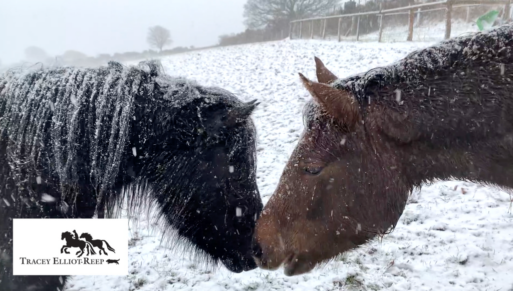 Snow Ponies on Dartmoor!
