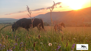 Sunrise on Dartmoor and my Dartmoor foal