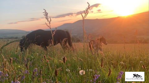 Sunrise on Dartmoor and my Dartmoor foal