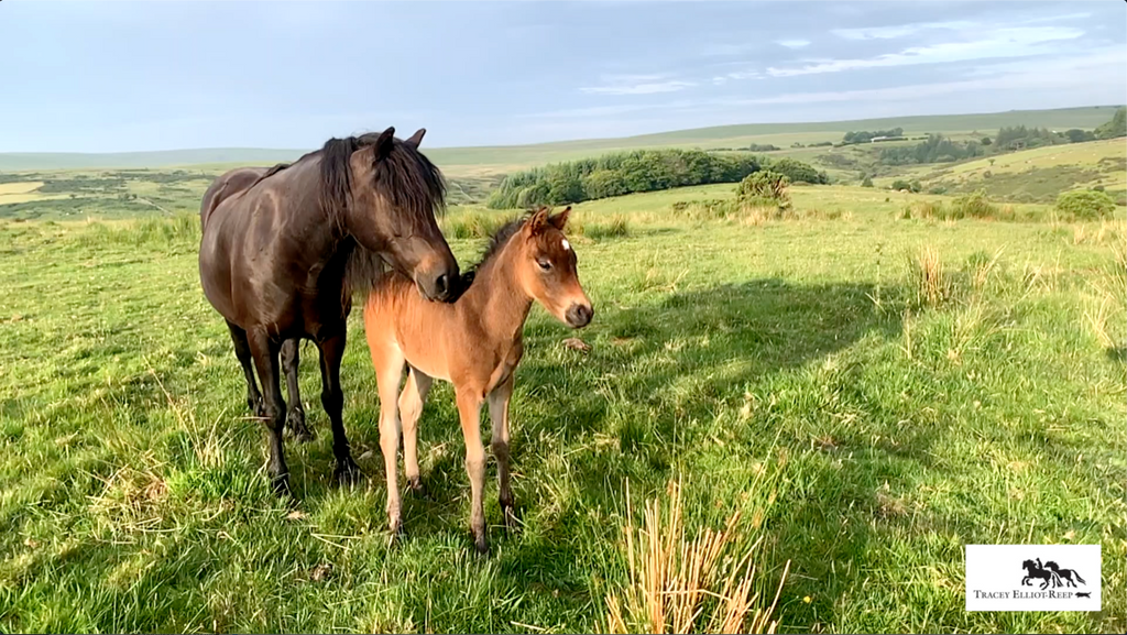 My film story of my Dartmoor mare and her colt foal