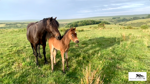 My film story of my Dartmoor mare and her colt foal