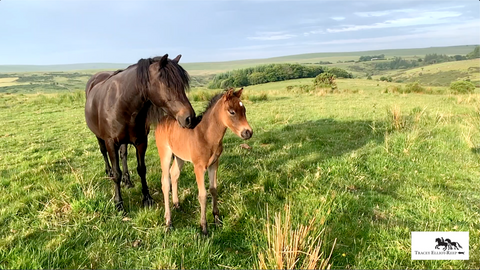 My film story of my Dartmoor mare and her colt foal
