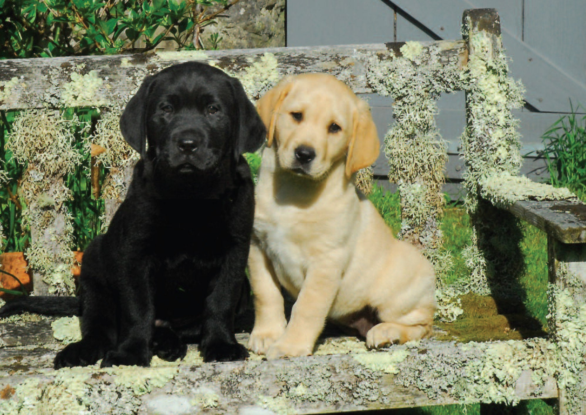 C194 Labrador Duo- Blank Card - Rectangle