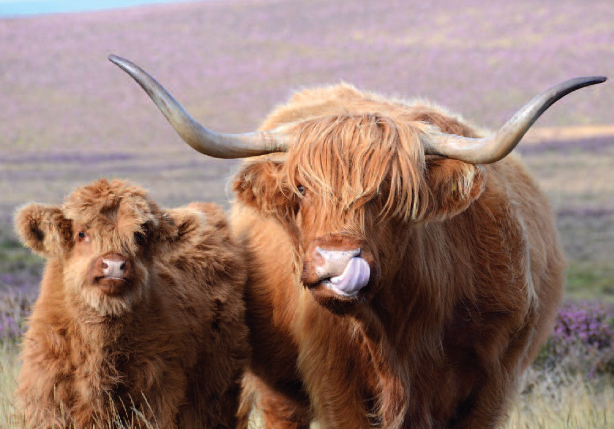 C195 Highland Cow & Calf- Blank Card - Rectangle