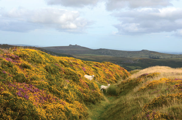 CA027 - Dartmoor 2027 Calendar