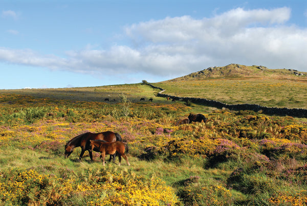 CA024x3 - Dartmoor 2024 Calendar (3 for £27)